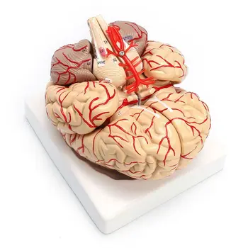 1: 1 Življenju Velikost Človeških Anatomskih Možganov Pro Disekcijo Organ Model Poučevanja