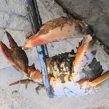 Večjo večnamensko anti-skid smeti rakovice objemka artefakt klešče ribolovno orodje objemka kača loach klešče rush ribolovno orodje