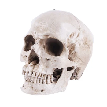Življenje Velikosti Človeške Glave Lobanje Smolo Replika Medicinski Model Doma Halloween Dekoracijo Kiparstvo Obrti Poučevanja Skica Modela
